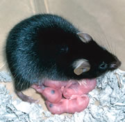 Файл:Kaguya mouse.jpg
