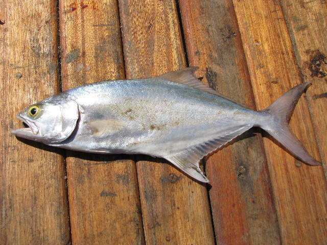 Файл:Lichia amia.jpg