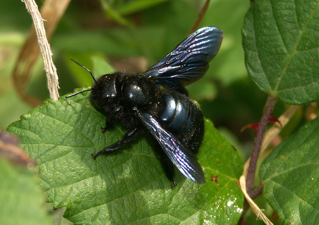 Файл:Xylocopa iris.jpg