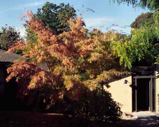 Файл:Acer micranthum.jpg