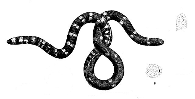 Файл:Anomochilus weberi.jpg