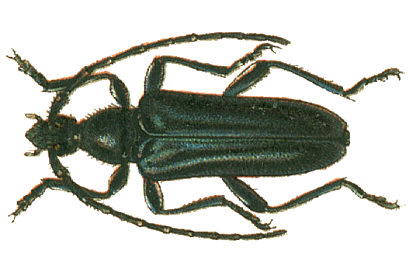 Файл:Anoplodera cyanea.png