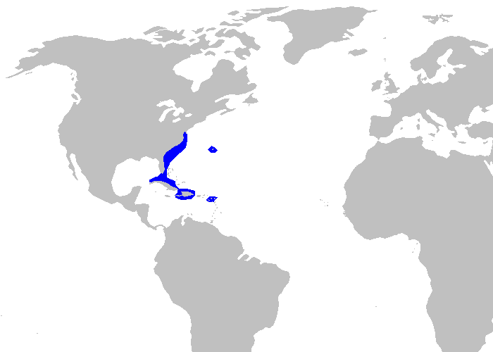 Файл:Etmopterus hillianus distmap.png