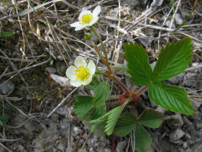 Файл:Fragaria viridis.jpeg