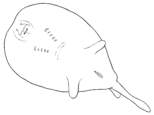 Файл:Typhlonarke tarakea by hamilton2.png