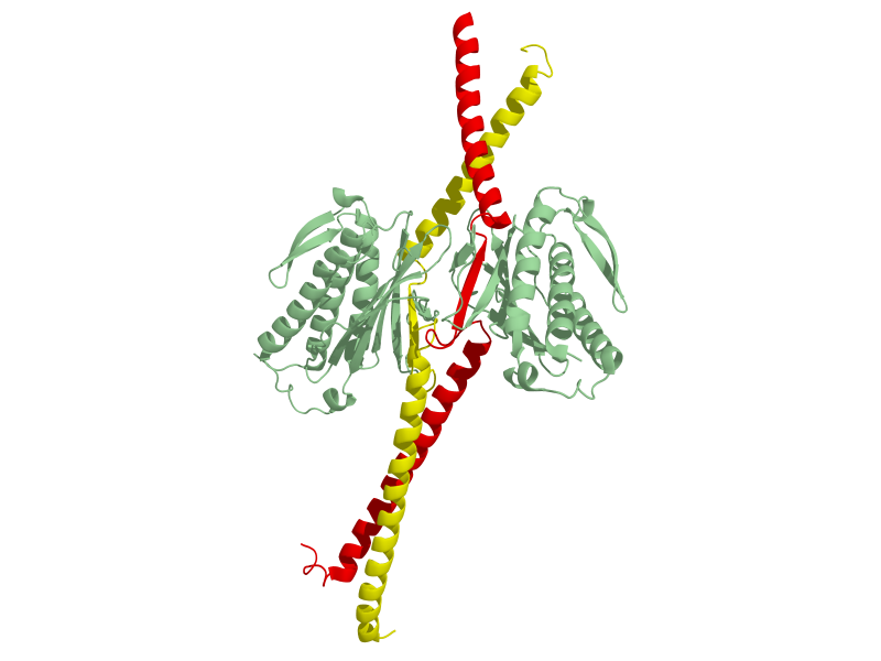 Файл:Dimer Mad1 Mad2.png