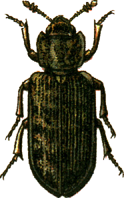 Leperina squamulosa