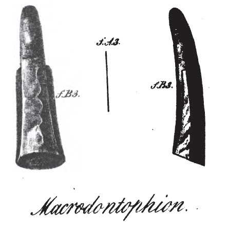 Файл:Macrodontophion.jpg