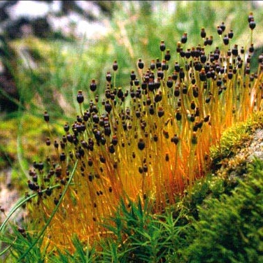 Файл:Mosses01.jpg