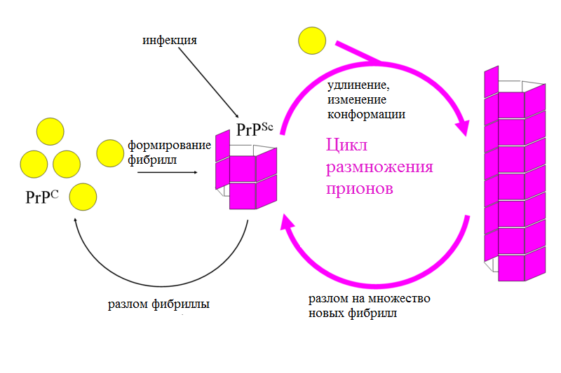 Файл:Prion replication ru.png