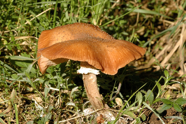 Файл:Armillaria borealis - Lindsey.jpg