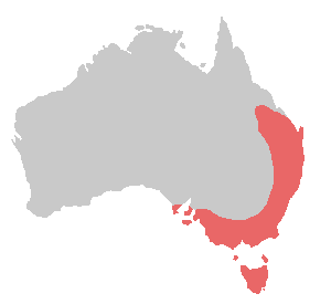 Файл:Bird range yellow-tailed black cockatoo.png
