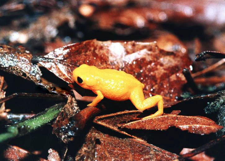 Файл:Brachycephalus ephippium01.jpg