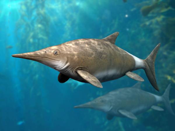 Файл:Brachypterygius NT small.jpg