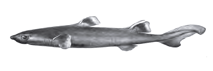 Файл:Centroscyllium ritteri.png