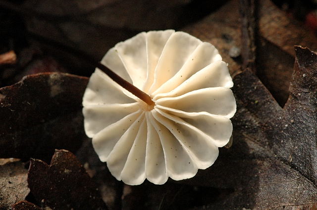 Файл:Marasmius rotula2 - lindsey.jpg