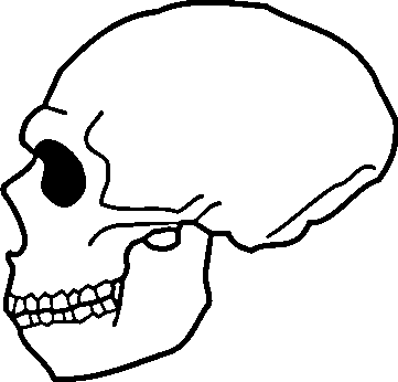 Файл:Neanderthalensis Skull.png