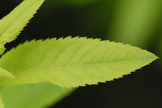 Файл:Spiraea.alba4.-.lindsey.jpg