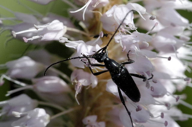 Файл:Stenurella.nigra.jpg