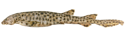Файл:Aulohalaelurus labiosus csiro-nfc.jpg