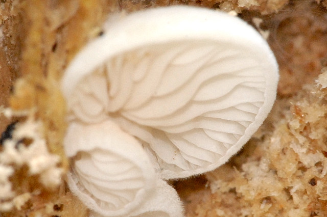 Файл:Crepidotus spec. - Lindsey 2.jpg