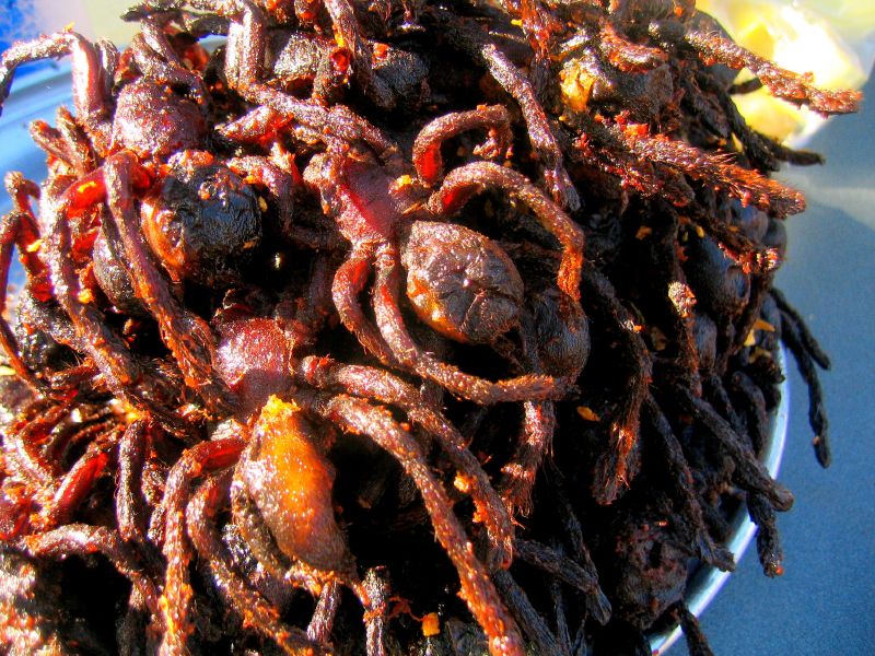 Файл:Skun spiders closeup.jpg