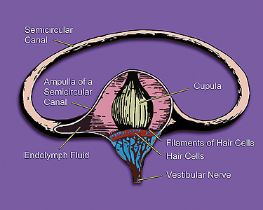 Файл:Vestibular system's semicircular canal- a cross-section.jpg