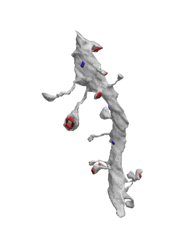 Файл:A spiny dendrite from CA1 stratum radiatum..gif