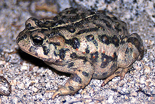 Файл:Bufo boreas1.jpg