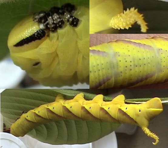 Файл:Deathshead hawkmoth cat.jpg