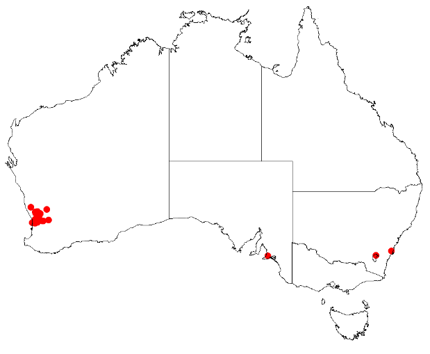 Файл:Hakea myrtoides DistMap.png