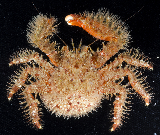 Файл:Hapalogaster mertensii.jpg