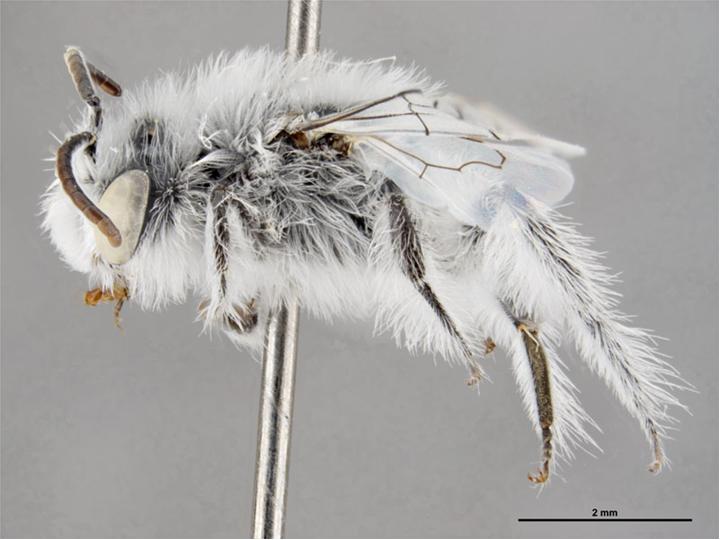 Файл:Leioproctus pappus m.jpg