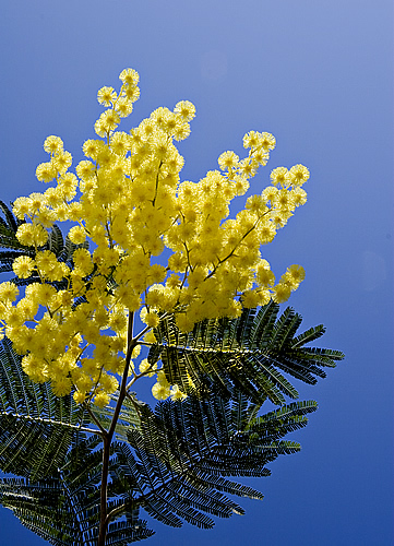 Файл:Mimosa-iledere.jpg