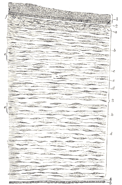 Файл:Vertical section human cornea-Gray871.png