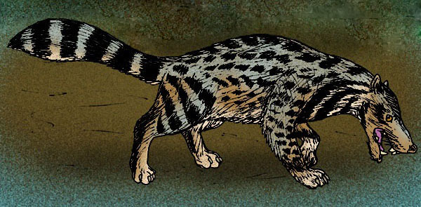 Файл:Viverra leakeyi.jpg