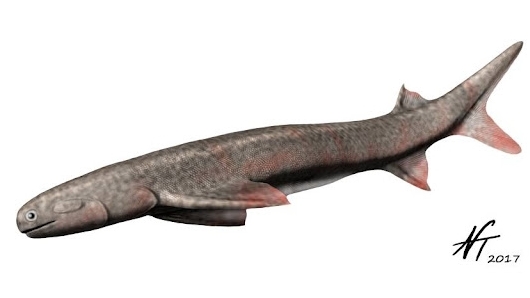 Файл:Acanthodes bronni NT.jpg