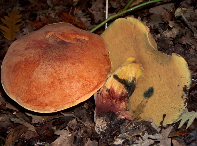 Файл:Boletus queletii.jpg