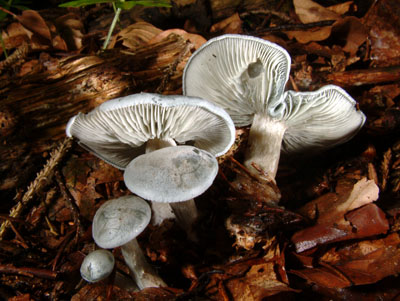 Файл:Clitocybe odora 02.jpg
