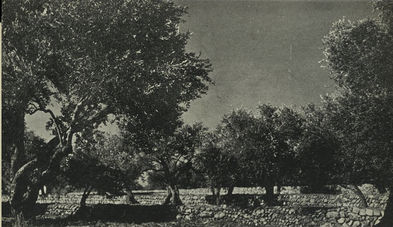 Файл:Olive of Choueifat - 1947.png