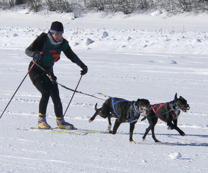 Файл:Skijor worlds.jpg