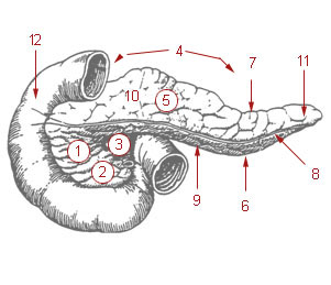 Файл:Illu pancreas duodenum.jpg