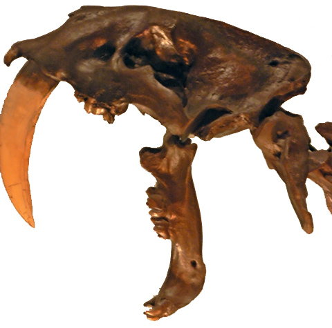 Файл:Smilodon fatalis, Pengo.jpg