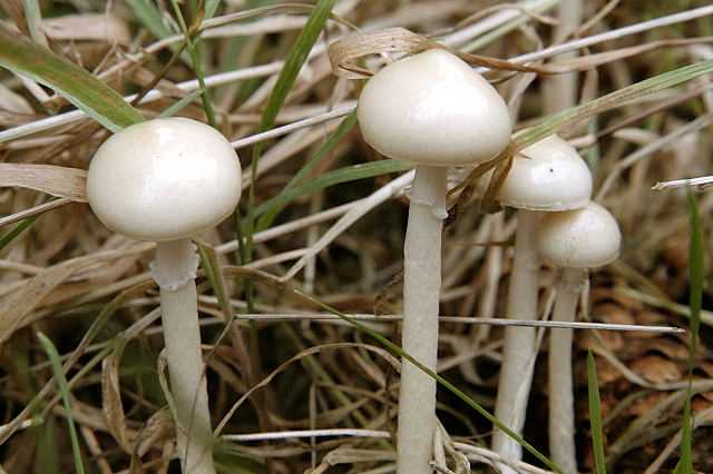 Файл:Stropharia.semiglobata.-.lindsey.jpg