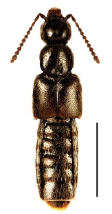 Gnypeta uteana