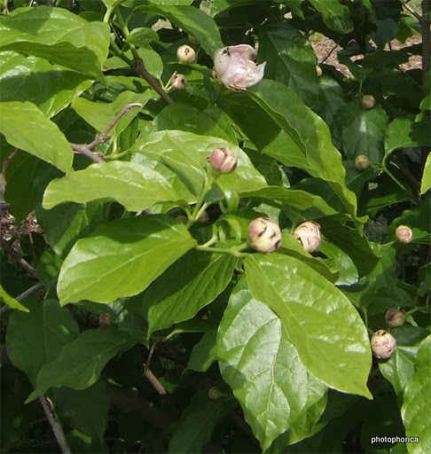 Файл:Sinocalycanthus chinensis.jpg