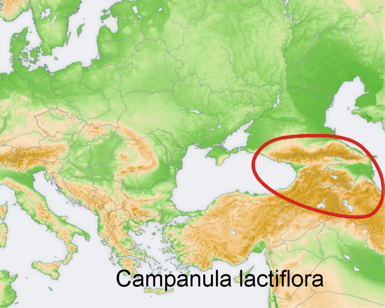 Файл:Distribution map Campanula lactiflora.png