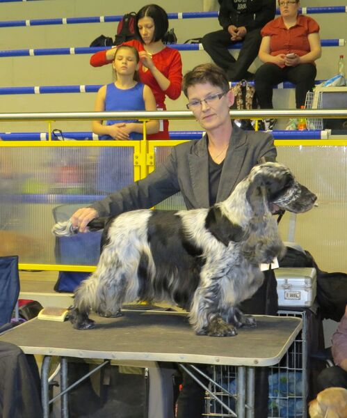 Файл:Engl Cocker Narva CACIB 2014.JPG