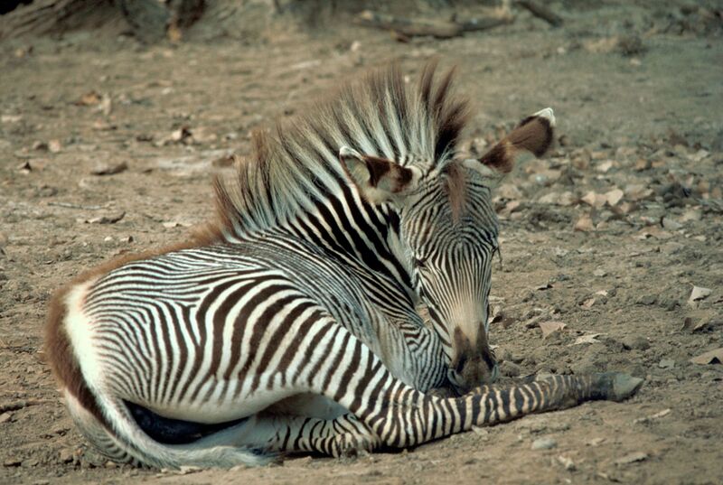 Файл:Grevy Zebra.jpg
