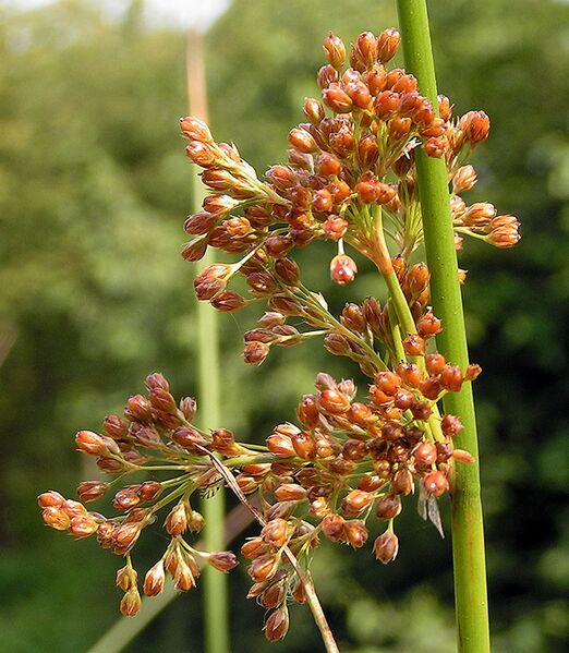 Файл:Juncus effusus02.jpg